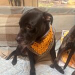 Dog Bandana Free Crochet Pattern